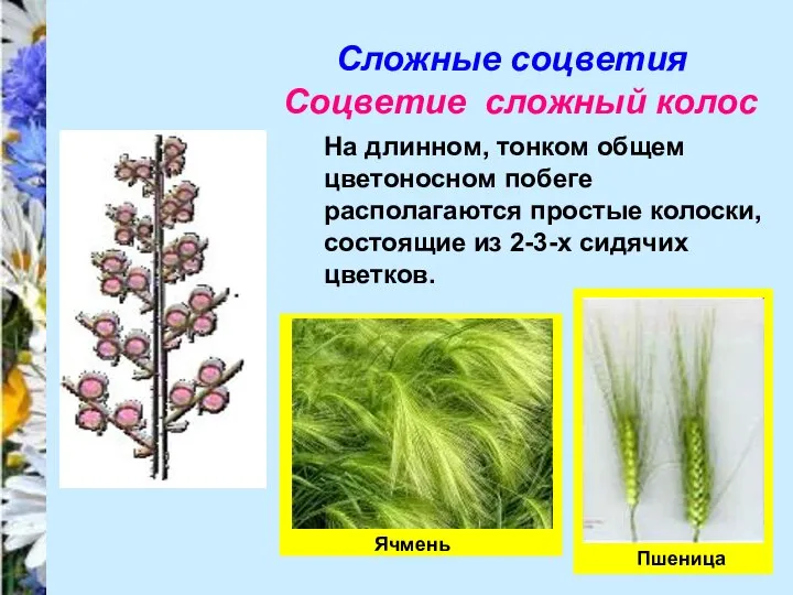 Сложные соцветия Соцветие сложный колос На длинном, тонком общем цветоносном побеге