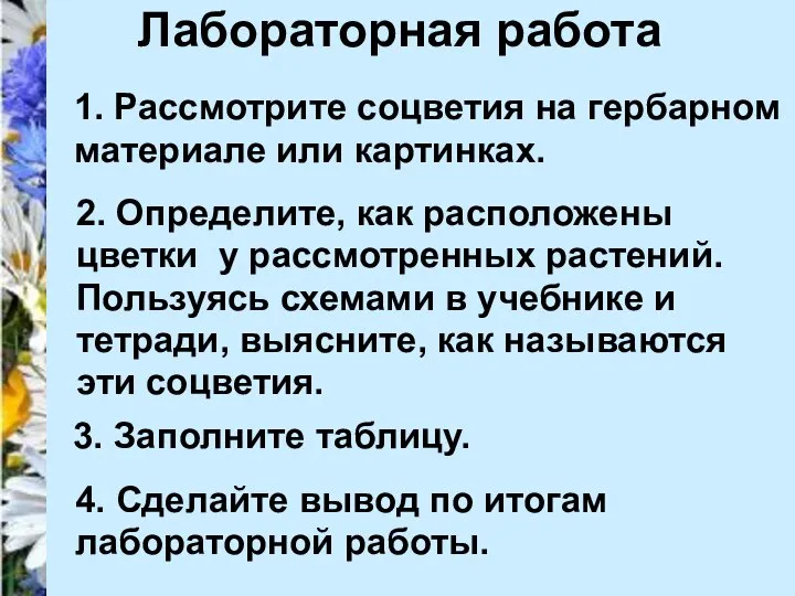 Лабораторная работа 1. Рассмотрите соцветия на гербарном материале или картинках. 2.