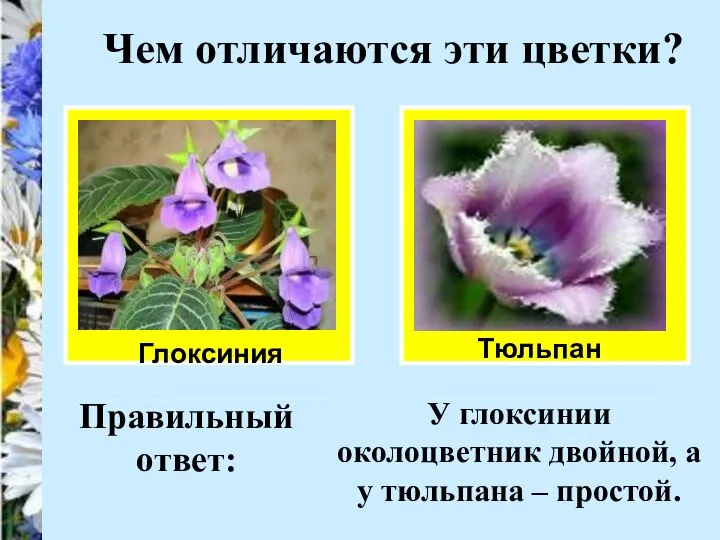 Чем отличаются эти цветки? Глоксиния Тюльпан Правильный ответ: У глоксинии околоцветник