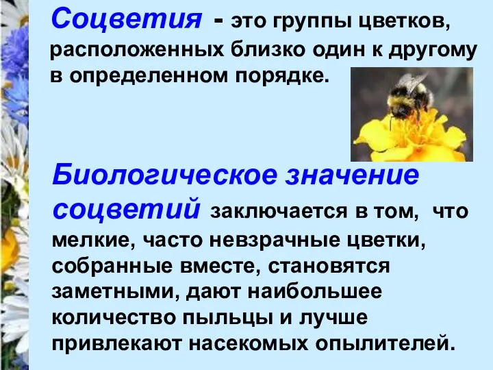 Соцветия - это группы цветков, расположенных близко один к другому в