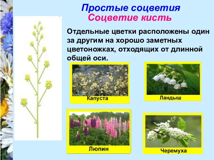 Простые соцветия Соцветие кисть Отдельные цветки расположены один за другим на