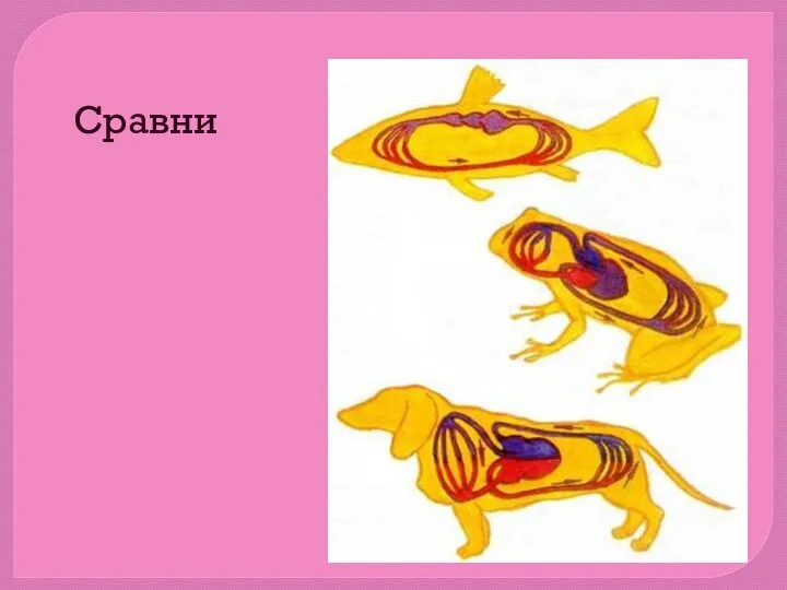 Сравни