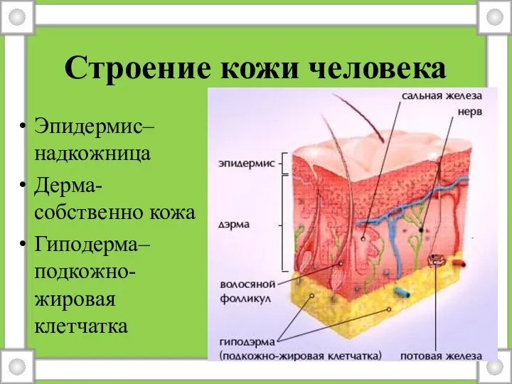 Строение кожи человека Эпидермис– надкожница Дерма- собственно кожа Гиподерма– подкожно-жировая клетчатка