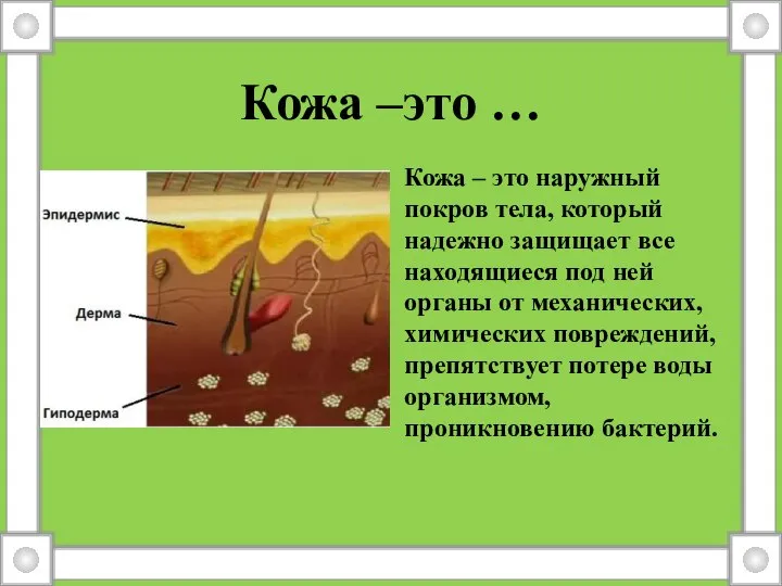 Кожа –это … Кожа – это наружный покров тела, который надежно