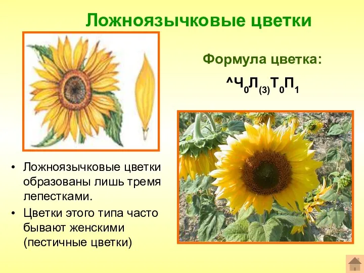 Ложноязычковые цветки Формула цветка: ^Ч0Л(3)Т0П1 Ложноязычковые цветки образованы лишь тремя лепестками.