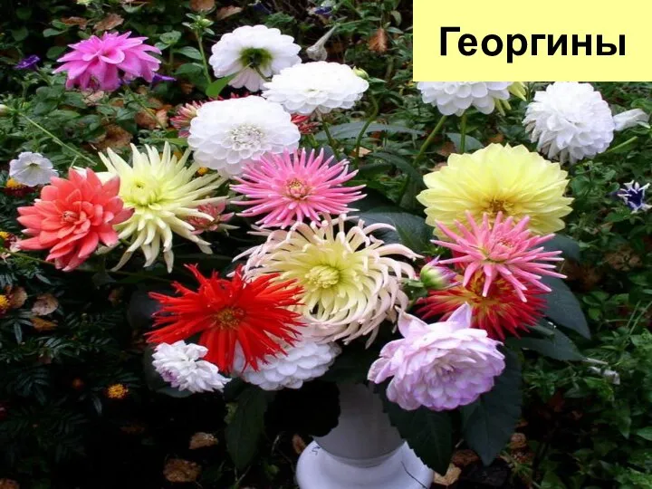 Георгины