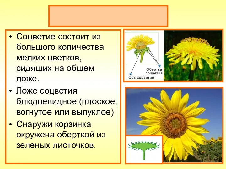 Соцветие корзинка Соцветие состоит из большого количества мелких цветков, сидящих на