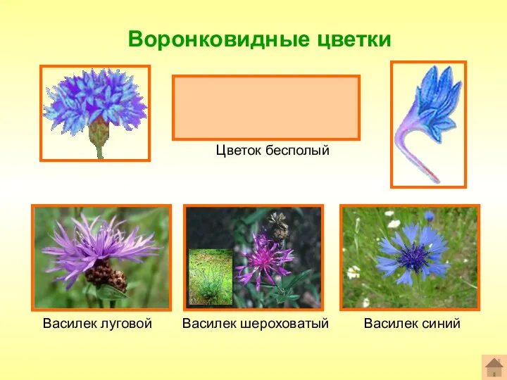 Воронковидные цветки Формула цветка: ^или*Ч0Л(5)Т0П0 Цветок бесполый Василек шероховатый Василек луговой Василек синий