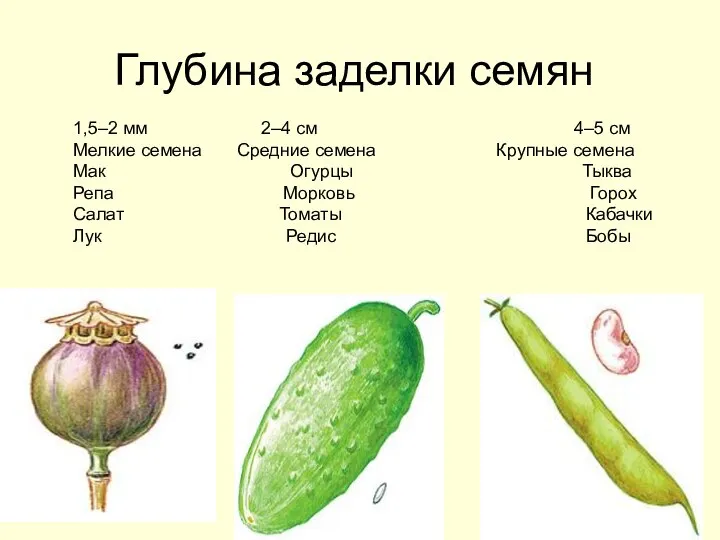 Глубина заделки семян 1,5–2 мм 2–4 см 4–5 см Мелкие семена