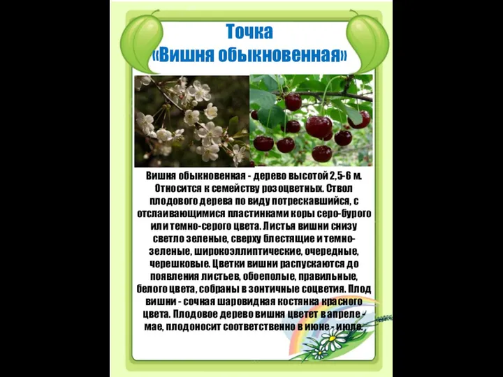 Точка «Вишня обыкновенная» Вишня обыкновенная - дерево высотой 2,5-6 м. Относится