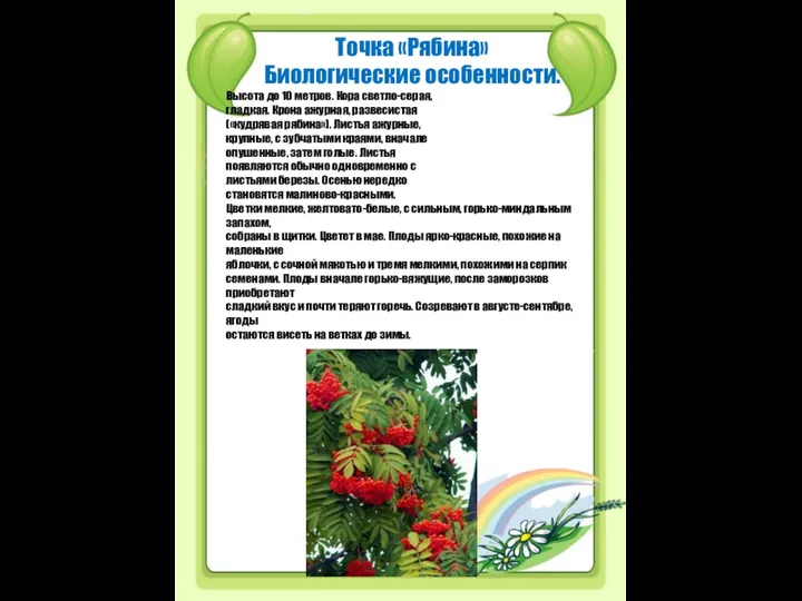 Точка «Рябина» Биологические особенности. Высота до 10 метров. Кора светло-серая, гладкая.
