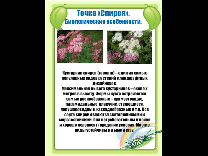 Точка «Спирея». Биологические особенности. Кустарник спирея (таволга) – один из самых