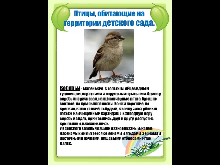 Птицы, обитающие на территории детского сада. Воробьи - маленькие, с толстым,