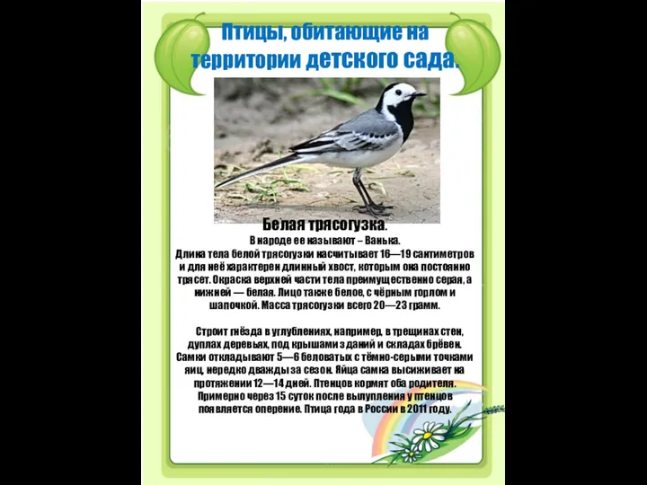 Птицы, обитающие на территории детского сада. Белая трясогузка. В народе ее