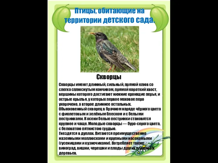 Птицы, обитающие на территории детского сада. Скворцы Скворцы имеют длинный, сильный,