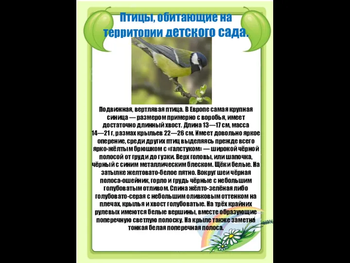 Птицы, обитающие на территории детского сада. Подвижная, вертлявая птица. В Европе