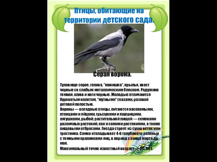 Птицы, обитающие на территории детского сада. Серая ворона. Туловище серое, голова,