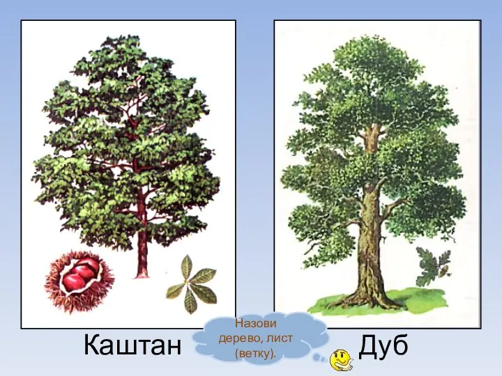 Дуб Каштан Назови дерево, лист (ветку).