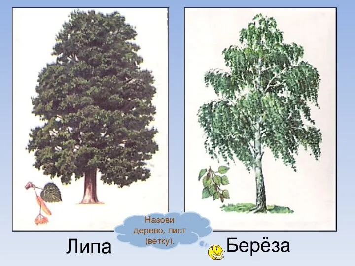 Берёза Липа Назови дерево, лист (ветку).