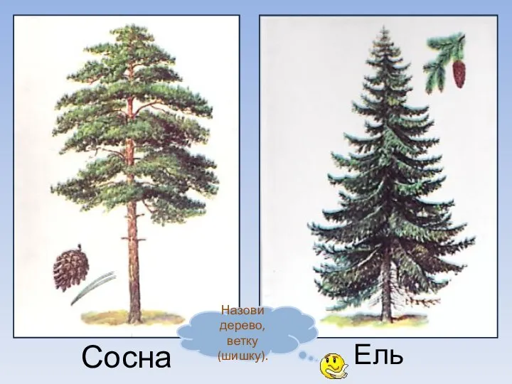 Ель Сосна Назови дерево, ветку (шишку).