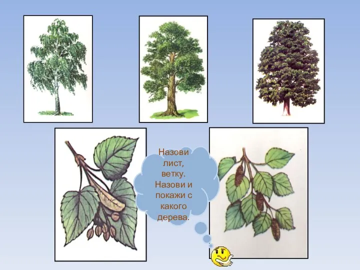 Назови лист, ветку. Назови и покажи с какого дерева.