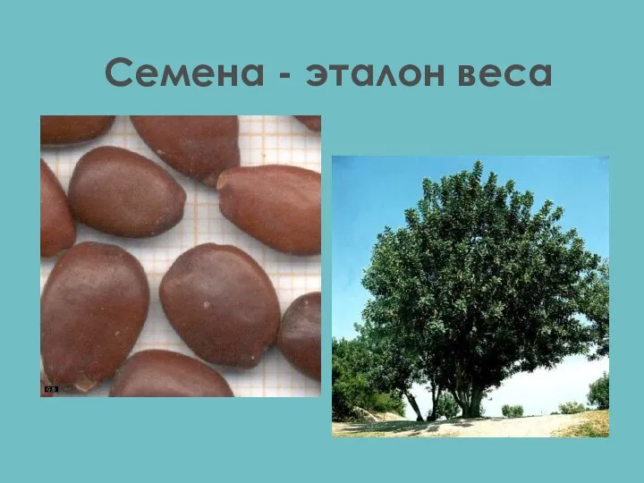 Семена - эталон веса