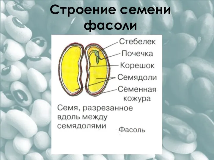 Строение семени фасоли