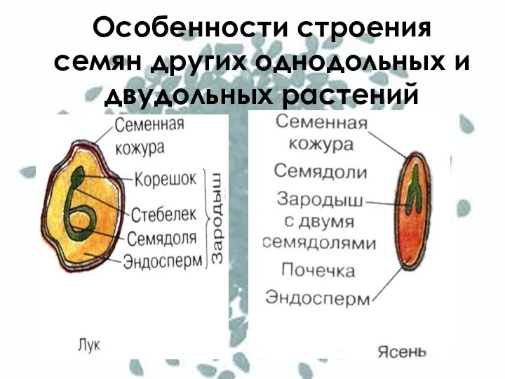 Особенности строения семян других однодольных и двудольных растений