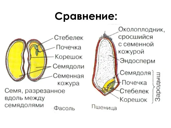 Сравнение: