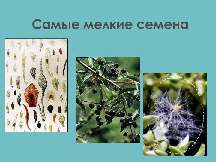 Самые мелкие семена