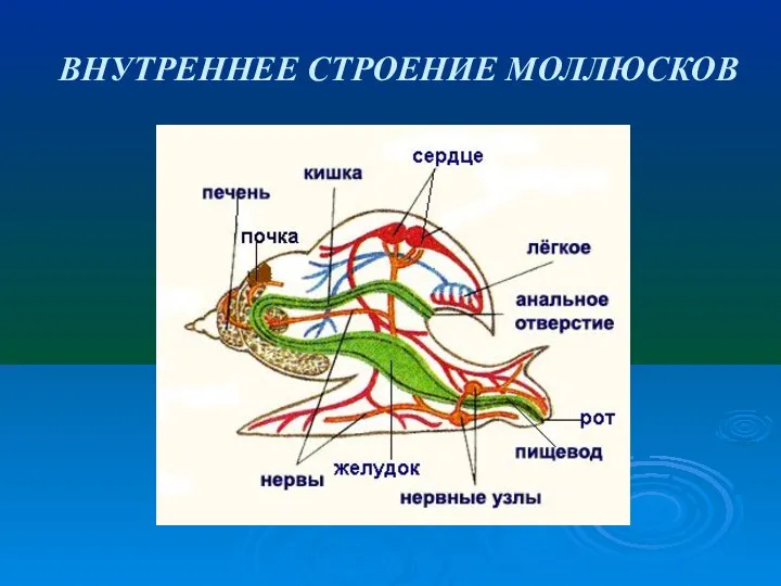 ВНУТРЕННЕЕ СТРОЕНИЕ МОЛЛЮСКОВ