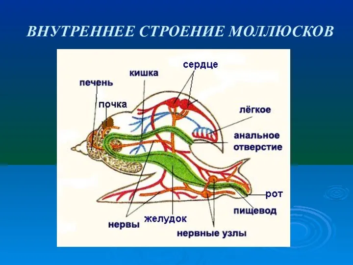 ВНУТРЕННЕЕ СТРОЕНИЕ МОЛЛЮСКОВ