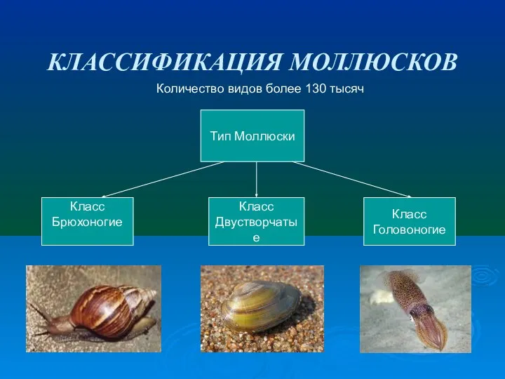 КЛАССИФИКАЦИЯ МОЛЛЮСКОВ Количество видов более 130 тысяч Тип Моллюски Класс Брюхоногие Класс Двустворчатые Класс Головоногие