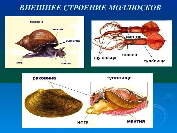 ВНЕШНЕЕ СТРОЕНИЕ МОЛЛЮСКОВ