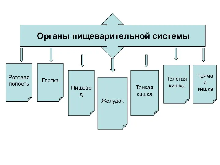 Органы пищеварительной системы Ротовая полость Глотка Пищевод Желудок Тонкая кишка Толстая кишка Прямая кишка