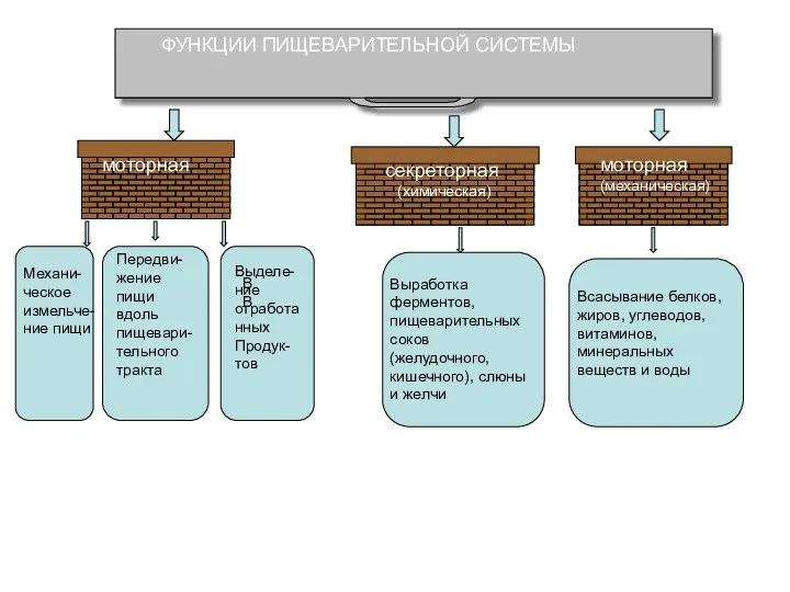 ФУНКЦИИ ПИЩЕВАРИТЕЛЬНОЙ СИСТЕМЫ моторная секреторная (химическая) моторная (механическая) Механи-ческое измельче-ние пищи