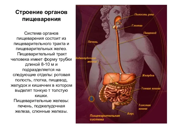 Строение органов пищеварения Система органов пищеварения состоит из пищеварительного тракта и