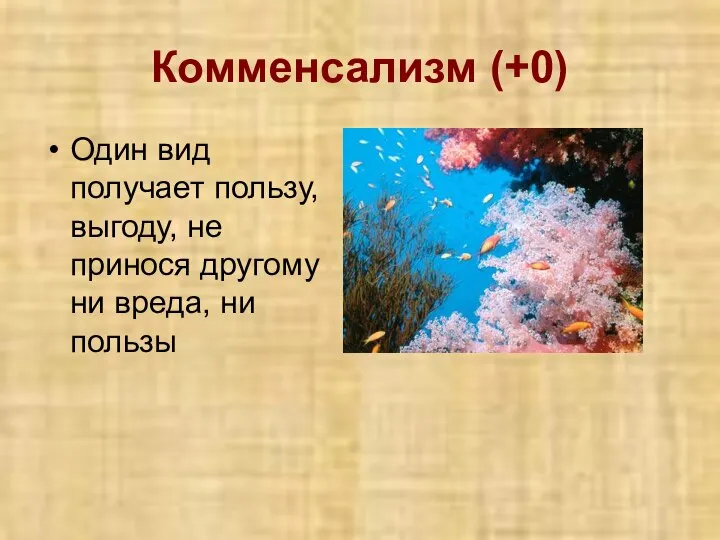 Комменсализм (+0) Один вид получает пользу, выгоду, не принося другому ни вреда, ни пользы