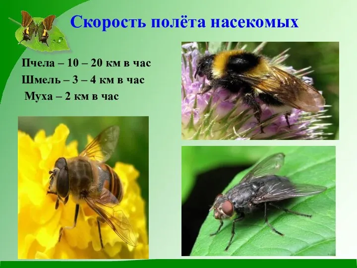 Скорость полёта насекомых Пчела – 10 – 20 км в час