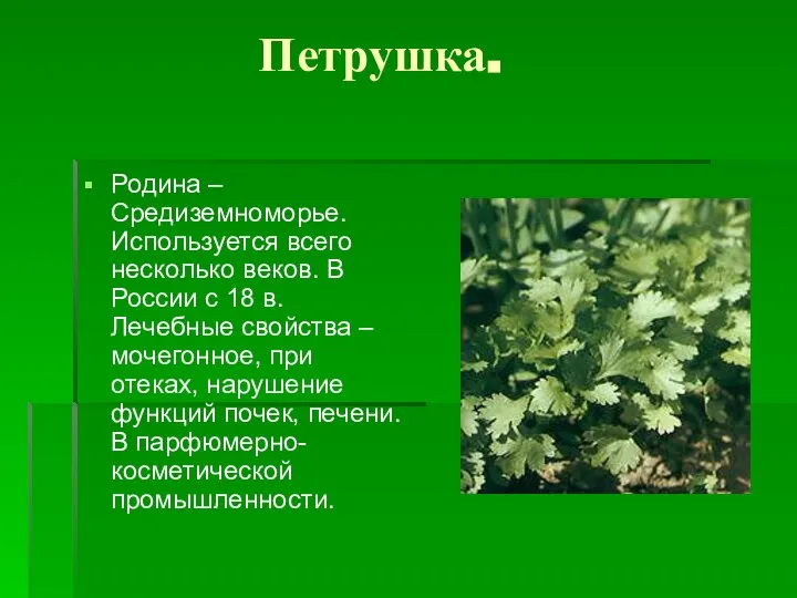 Петрушка. Родина – Средиземноморье. Используется всего несколько веков. В России с