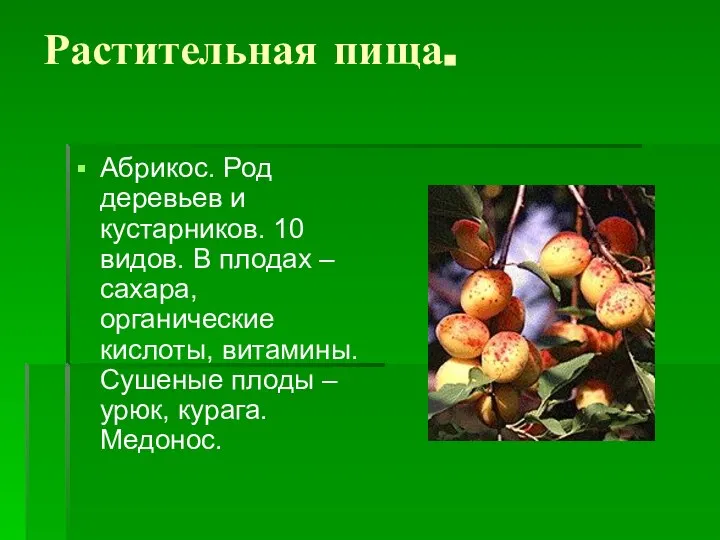 Растительная пища. Абрикос. Род деревьев и кустарников. 10 видов. В плодах