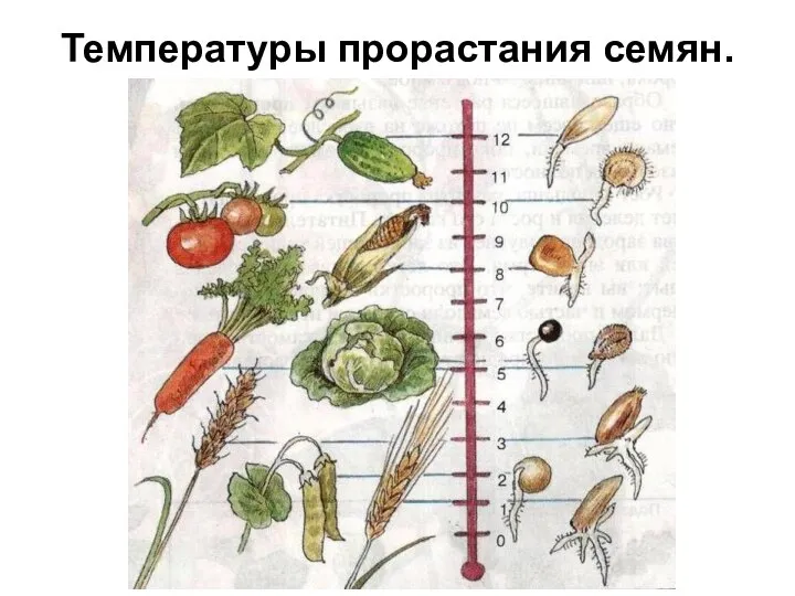 Температуры прорастания семян.