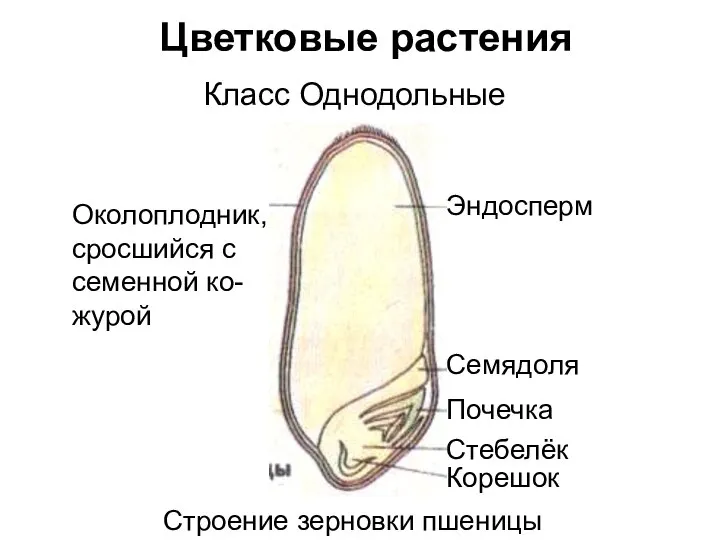 Цветковые растения Класс Однодольные Околоплодник, сросшийся с семенной ко- журой Эндосперм