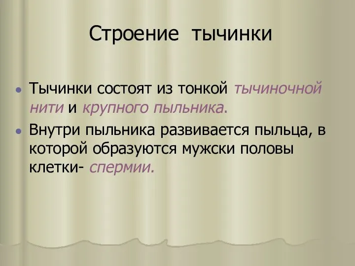 Строение тычинки Тычинки состоят из тонкой тычиночной нити и крупного пыльника.