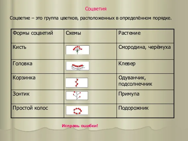 Соцветия Соцветие – это группа цветков, расположенных в определённом порядке. Исправь ошибки!