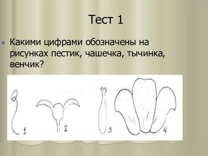 Тест 1 Какими цифрами обозначены на рисунках пестик, чашечка, тычинка, венчик?