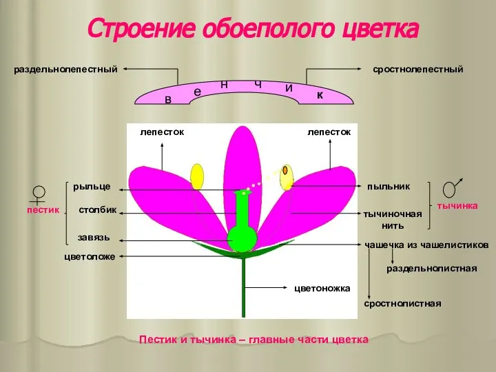 Строение обоеполого цветка в е н ч и к лепесток лепесток