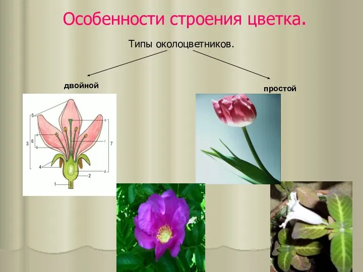 Особенности строения цветка. Типы околоцветников. двойной простой