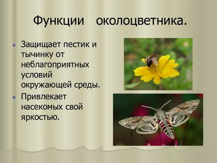 Функции околоцветника. Защищает пестик и тычинку от нeблагоприятныx условий окружающей срeды. Привлeкаeт насeкомыx свой яркостью.