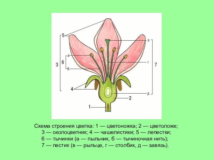 Схема строения цветка: 1 — цветоножка; 2 — цветоложе; 3 —